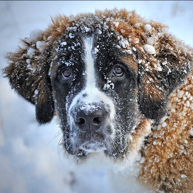 Goed nieuws: sneeuw- en ijspret, podcast AIVD en muziek voor je brein