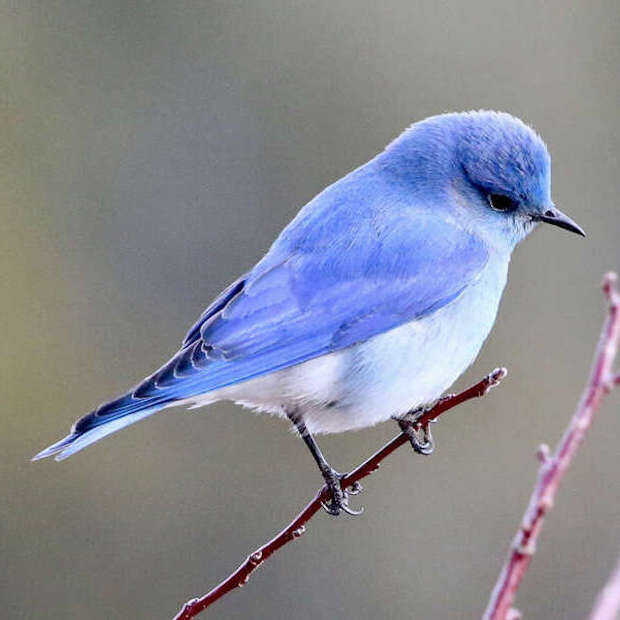 Musk wil eigenlijk alleen nog Twitter Blue tweeps