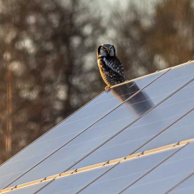 ​Zonnepanelen kosten je straks tientallen euro’s per maand meer