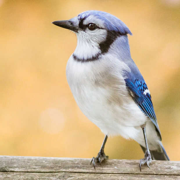 ​Oeps: verwijderde tweets komen ineens terug