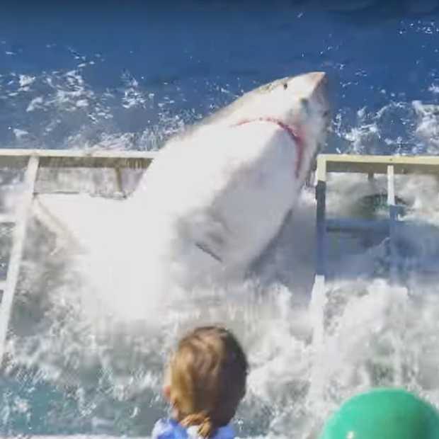 Viral video: witte haai breekt door kooi met duiker