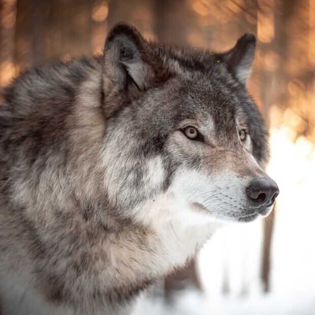 Wolf onder vuur in Zweden