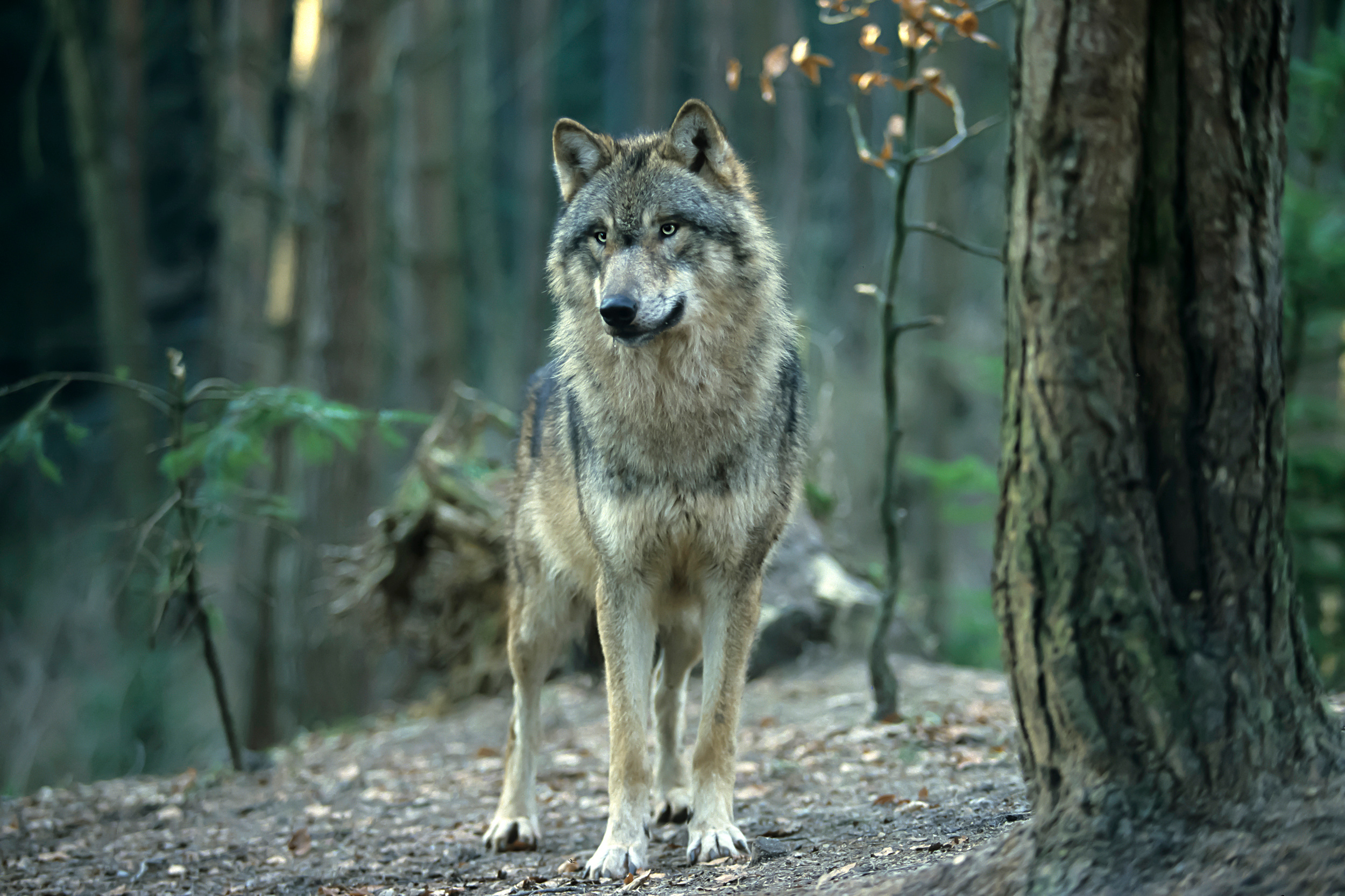 Wolf, Grauer Wolf