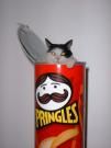 1110973197pringles.jpg