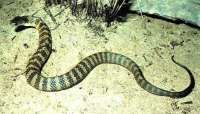 1161603362tiger-snake.jpg