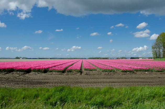 17-miljoen-inwoners-nederland