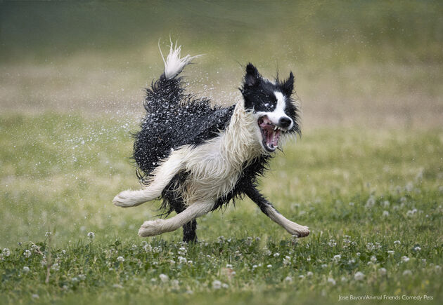 2. Dog Category Winner_Jose Bayon_Nilo's love for water