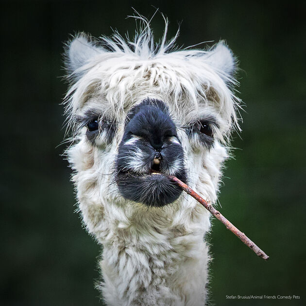 3. All Other Animals Category winner_Stefan Brusius_Smokin' Alpaca