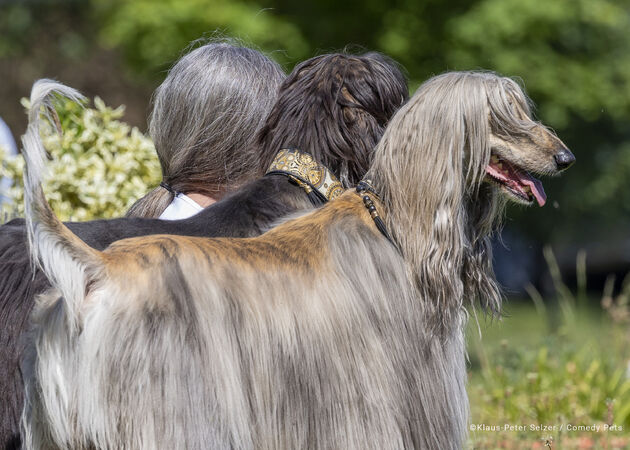4. Pets who look like Owners Category Winner Klaus-Peter-Selzer_The-three-Greys copy