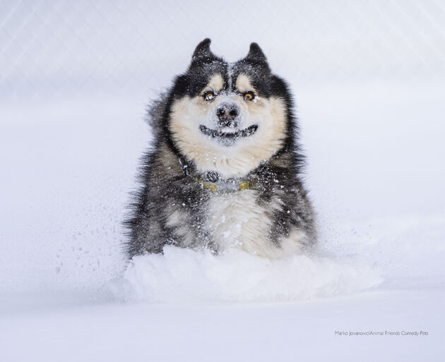 5. People's Choice Award Winner_Marko Jovanovic Dashing through the snow