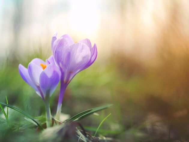 Krokussen zijn de start van de lente! [foto: <a href=\