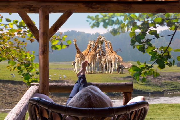 Dit zou toch prachtig zijn: giraffes in de voortuin. Foto: Lib\u00e9ma.