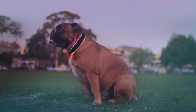 buddy-halsband-hond