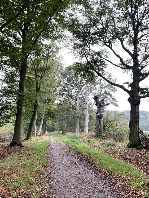 <i>Ga lekker in het bos een stukje wandelen</i>