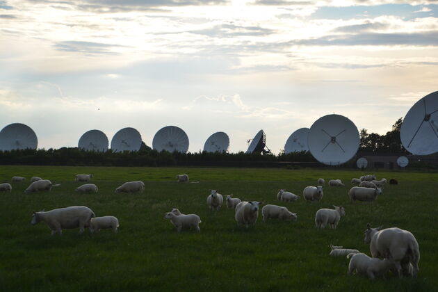 Goed nieuws voor deze schapen. Binnenkort verdwijnen de satellietschotels uit hun wei.
