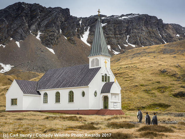 3 pinguins onderweg naar de kerk!