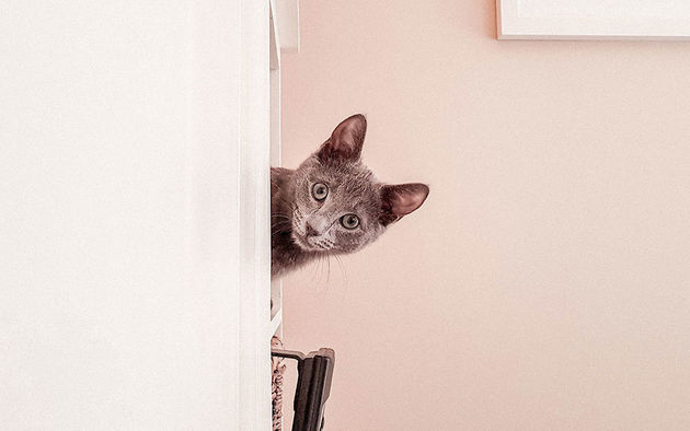 Catfluencer Boppe