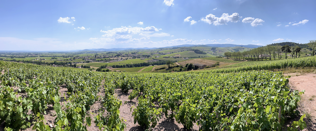 Het landschap van de Beaujolais gedomineerd door wijnvelden