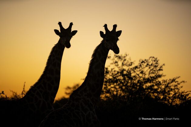 <i>Dieren zijn er volop te zien in het park.</i>