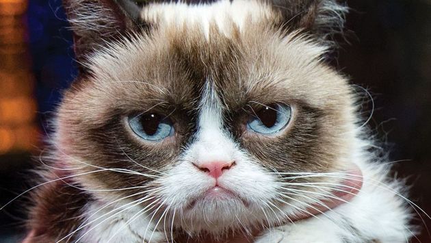 Grumpy cat