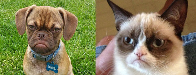 grumpy-dog-cat