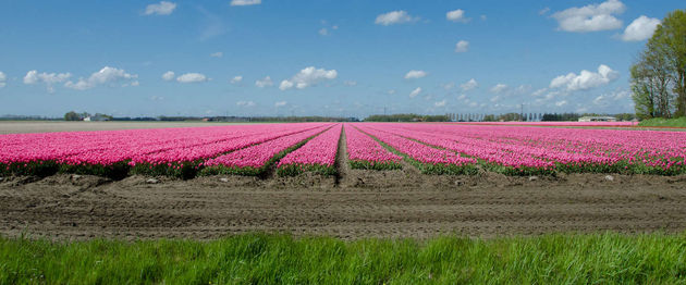 handelsgroei-nederland-kopgroep