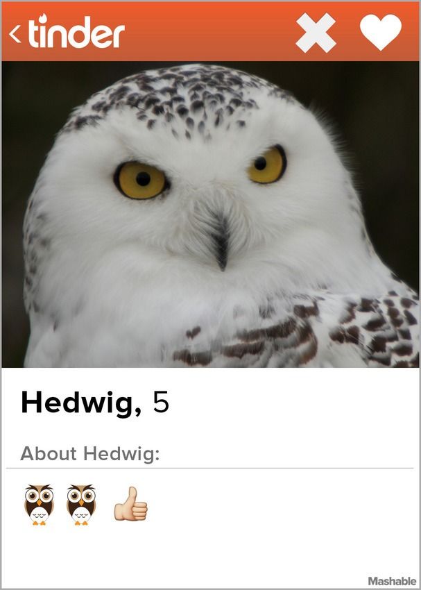 hedwig2