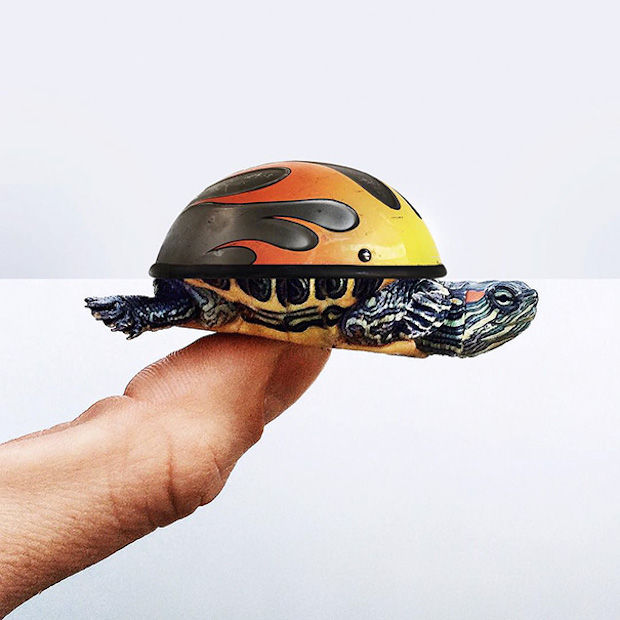 Helm + schildpad