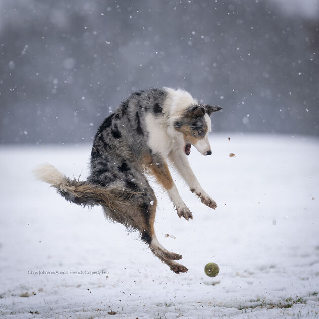 Highly Commended_Chris Johnson_Revenge of the tennis ball