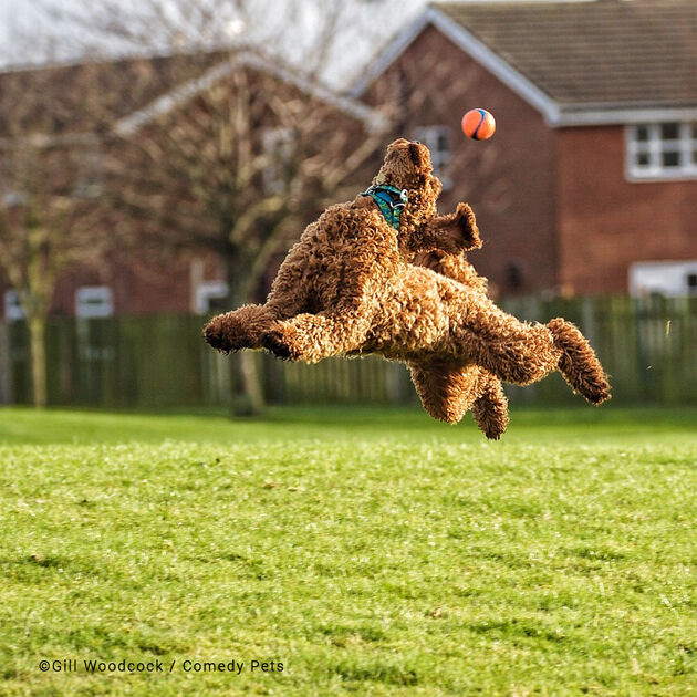 Highly Commended Gill-Woodcock_Keep-your-eye-on-the-ball copy