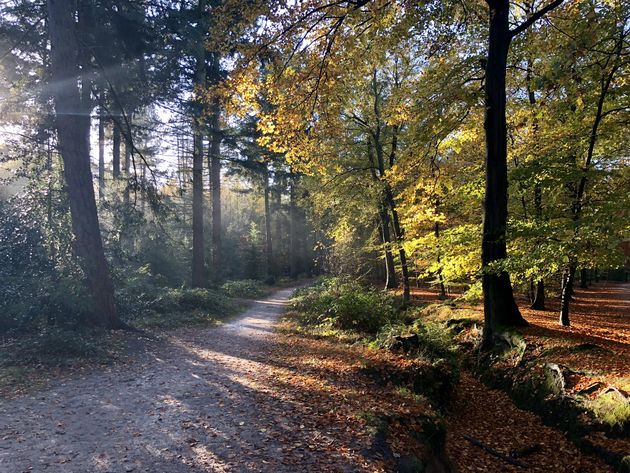 Eerste cameratest in het bos met de iPhone X