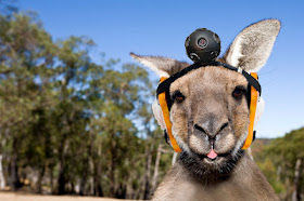 kangaroo-with-head-camera.jpg