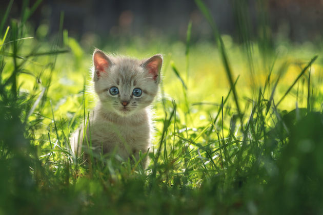 kattenfilmpjes-vrolijk-onderzoek-kitten