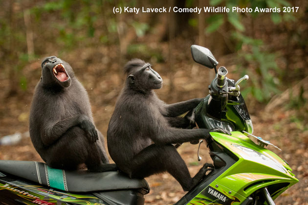 Deze apen hebben alle lol!