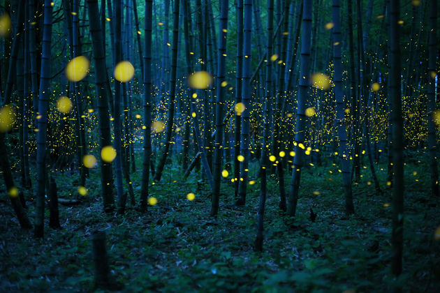 kei-nomiyama-japan-shortlist-open-low-light-2016.jpeg