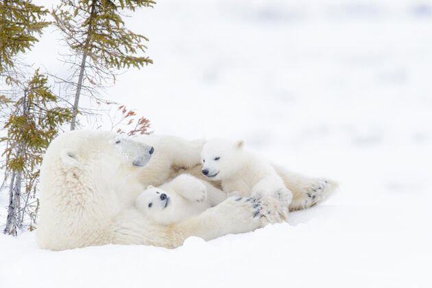 <em><em>Kingdom of the Polar Bears<\/em> kijk je vandaag om 19.00u op National Geograhic<\/em>
