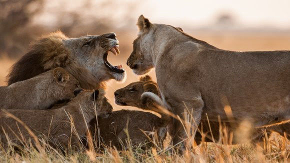 lions nat geo