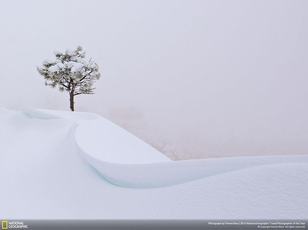 <em>The Snow Tree \/ Photo by Yvonne Baur<\/em>