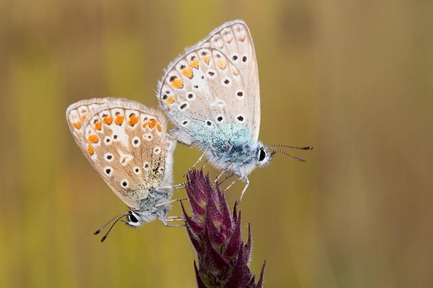 Parende icarusblauwtjes \u00a9 Dirk Hoogenstein (10 jaar). 