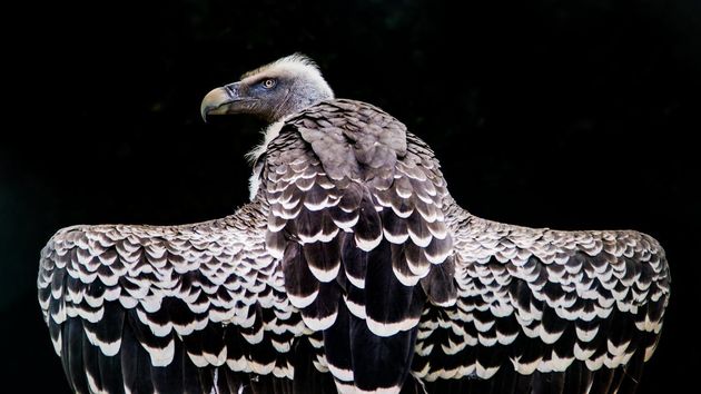 Ik ben een roofvogel \u00a9 Wendy Kroeze (17 jaar).