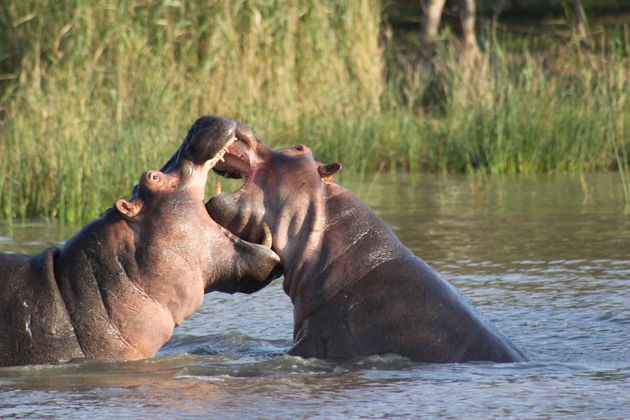 Vechtende hippo`s \u00a9 Pelle Korte (8 jaar).