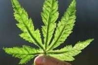 online-behandeling-cannabis-in-basisverz.jpg