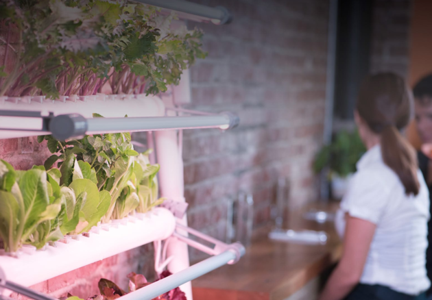 De GrowWall, voor als je wat minder plek hebt in je keuken. 75 planten, 600 dollar.