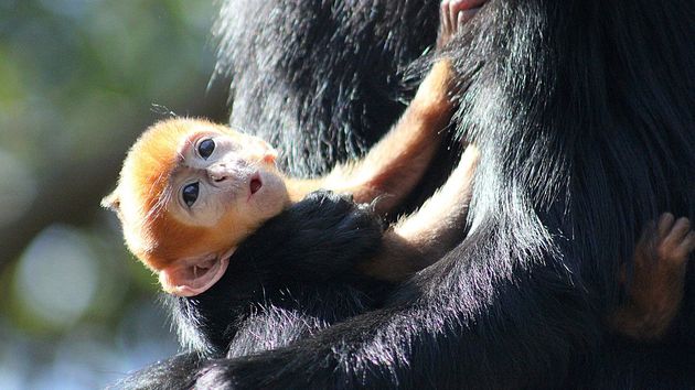 orange-monkey-born-sydney