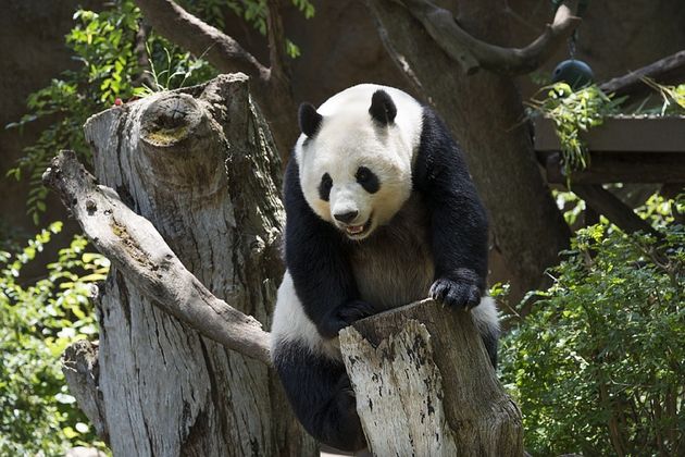 panda-ouwehands-dierenpark