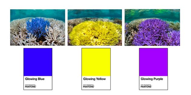 pantone-coral-examples-1-2019