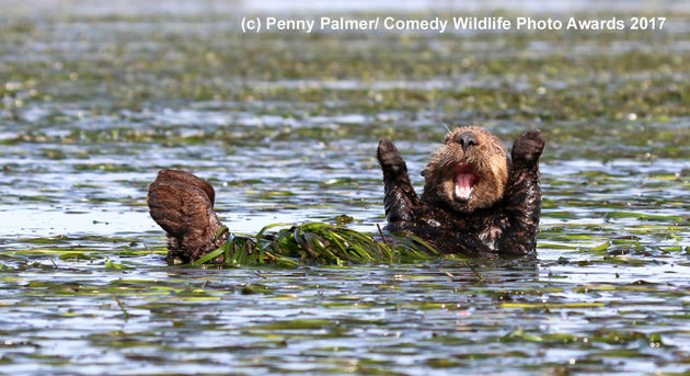 Handen omhoog voor deze zeeotter.