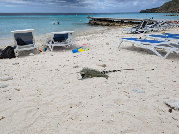 Pixel 7 Pro magic eraser