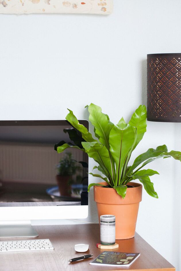 <i>Heb jij al een plant staan op je thuiskantoor?</i>