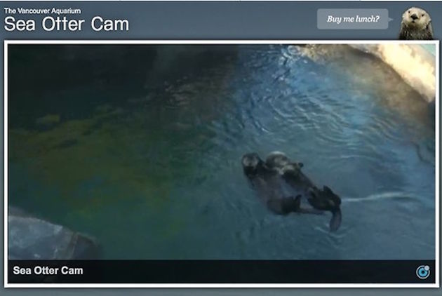 sea otter livestream
